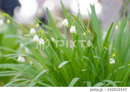 緑の斑点が入る白いベル形のスノーフレークの花 緑の斑点が入る白いベル形のスノーフレークの花 142819347