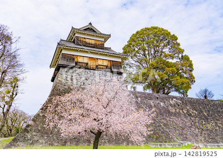 桜と石垣に囲まれた歴史的な城の櫓 桜と石垣に囲まれた歴史的な城の櫓 142819525