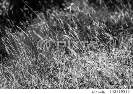 逆光に輝く野草を写したモノクロ写真 逆光に輝く野草を写したモノクロ写真 142819556