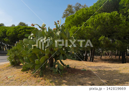 Prickly pear cactus with green pads, desert succulent plant Prickly pear cactus with green pads, desert succulent plant 142819669
