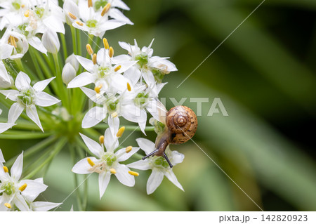 ウスカワマイマイとニラの花 ウスカワマイマイとニラの花 142820923