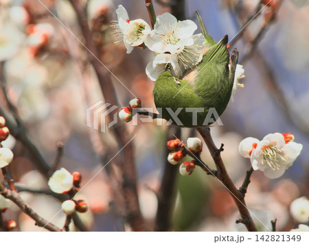 白梅の蜜を吸うメジロ 142821349