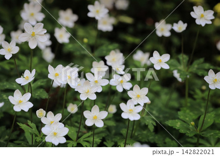 二輪草の花 142822021