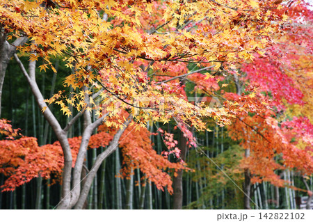 竹林に映えるグラデーション豊かな紅葉 竹林に映えるグラデーション豊かな紅葉 142822102