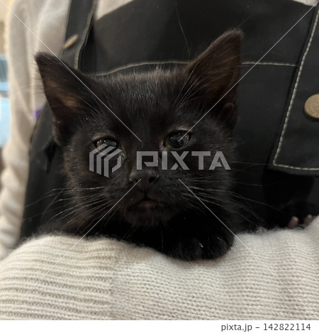 Adorable cat with soft, fluffy fur and bright, curious eyes. A symbol of elegance and purity, perfect for pet lovers and feline enthusiasts. Playful, gentle, and irresistibly cute! 142822114