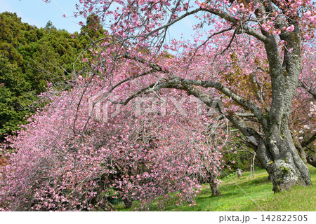 静峰ふるさと公園・八重桜まつり #55 静峰ふるさと公園・八重桜まつり #55 142822505