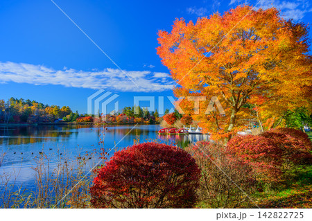 秋晴れの蓼科湖畔の遊歩道から生垣とスワンボート乗り場に広がる湖面と対岸の紅葉を捉えた美しい早朝風景 142822725