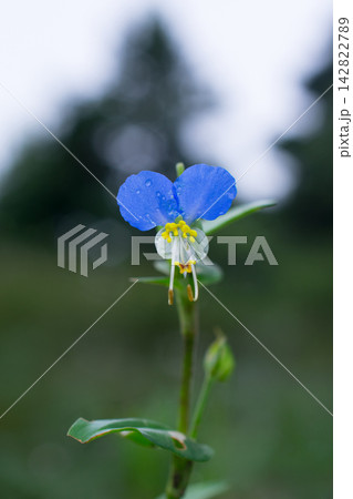 ツユクサの花 ツユクサの花 142822789
