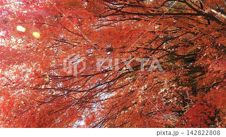 下から見る紅葉したもみじ 下から見る紅葉したもみじ 142822808