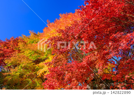 秋晴れの蓼科湖畔の遊歩道から見上げる青空に広がる美しい色鮮やかな紅葉の木々の早朝風景 秋晴れの蓼科湖畔の遊歩道から見上げる青空に広がる美しい色鮮やかな紅葉の木々の早朝風景 142822890