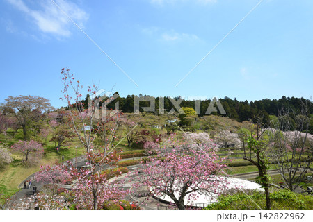 静峰ふるさと公園・八重桜まつり　＃73 142822962