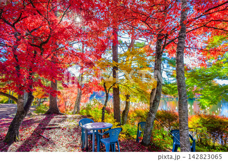 秋晴れの蓼科湖畔にある紅葉の林の遊歩道沿いに置かれたテーブルとイスを捉えた美しい早朝の風景 秋晴れの蓼科湖畔にある紅葉の林の遊歩道沿いに置かれたテーブルとイスを捉えた美しい早朝の風景 142823065