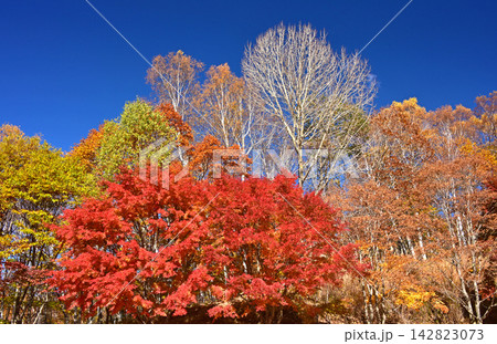 八ヶ岳 みずがき山自然公園 紅葉景色 八ヶ岳 みずがき山自然公園 紅葉景色 142823073