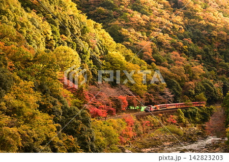 嵯峨野トロッコ列車と紅葉 嵯峨野トロッコ列車と紅葉 142823203