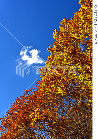 八ヶ岳 みずがき山自然公園 紅葉景色 八ヶ岳 みずがき山自然公園 紅葉景色 142823245