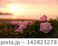 夕暮れに咲くハマヒルガオ 142823278