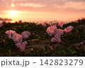 夕日に照らされるハマヒルガオ 142823279