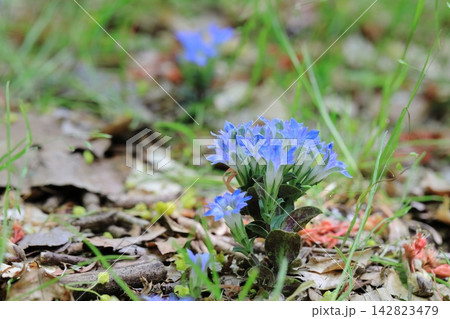 フデリンドウの青い花 フデリンドウの青い花 142823479
