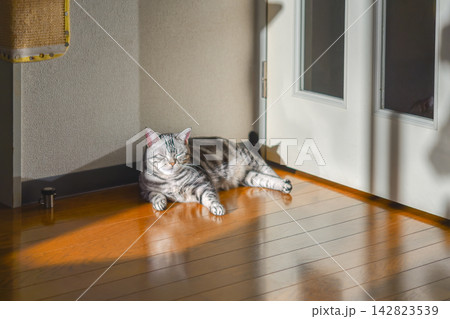 日の当たる床でリラックスして座る猫 日の当たる床でリラックスして座る猫 142823539