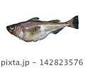大変美味な日本の食用魚ハタハタ（鰰）の切り抜き白背景画像 142823576
