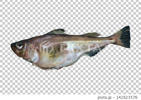 A cutout image of the very delicious Japanese edible fish, the sandfish (Hatahata), against a white background. A cutout image of the very delicious Japanese edible fish, the sandfish (Hatahata), against a white background. 142823576