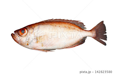 キントキダイの魚体、切り抜き白背景画像 142823580
