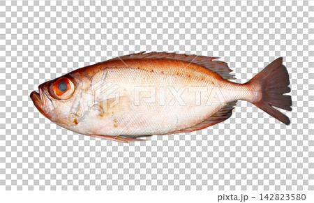 キントキダイの魚体、切り抜き白背景画像 142823580