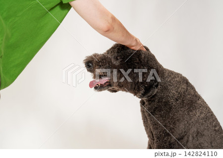 飼い主に頭を撫でられて褒められるブラウンのスタンダードプードル 飼い主に頭を撫でられて褒められるブラウンのスタンダードプードル 142824110
