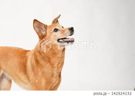 白い背景でおすましして見上げる茶色のミックス犬 白い背景でおすましして見上げる茶色のミックス犬 142824132