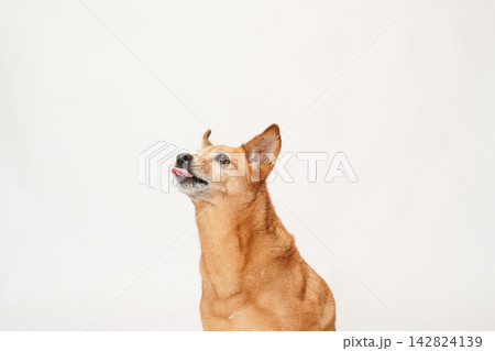 白い背景でおすましして見上げる茶色のミックス犬 白い背景でおすましして見上げる茶色のミックス犬 142824139