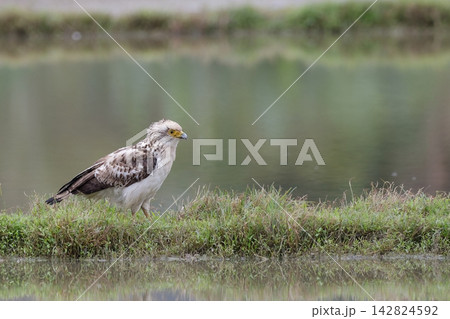 農地のカンムリワシ幼鳥 142824592