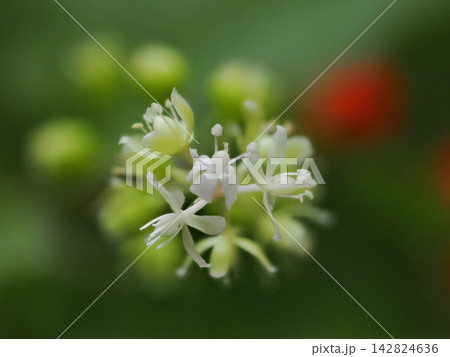 雨上がりに輝くジュズサンゴの赤い実 Pigeonberry after Rain 雨上がりに輝くジュズサンゴの赤い実 Pigeonberry after Rain 142824636