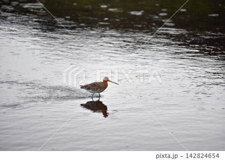 Icelandic black-tailed godwit in shallow waters 142824654