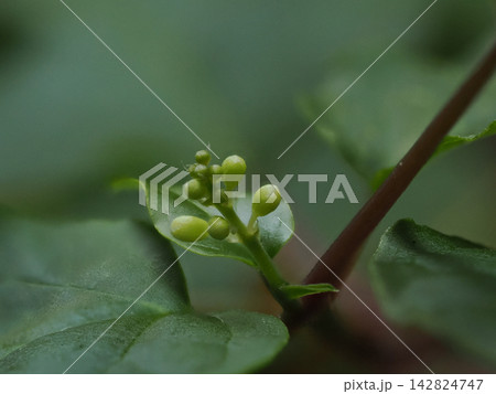 ジュズサンゴの若い緑の実 Young Green Fruits of Pigeonberry 142824747