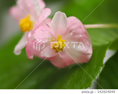 雨粒をまとったピンクのベゴニア Pink Begonia with Raindrops 雨粒をまとったピンクのベゴニア Pink Begonia with Raindrops 142824849