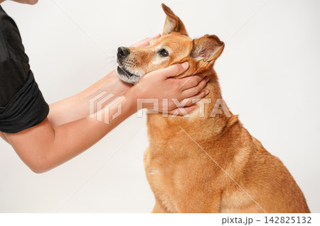 飼い主とスキンシップを取る茶色のミックス犬 飼い主とスキンシップを取る茶色のミックス犬 142825132
