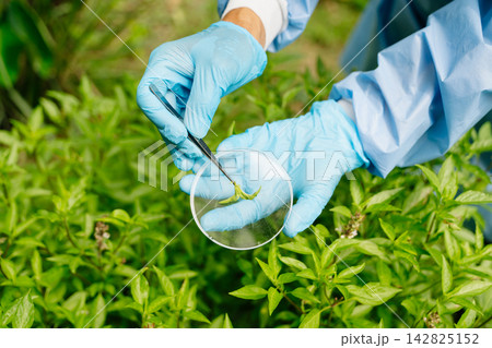 Smart farming and agricultural technology concept featuring plant research, crop monitoring, biotechnology, IoT, sustainable agriculture Smart farming and agricultural technology concept featuring plant research, crop monitoring, biotechnology, IoT, sustainable agriculture 142825152