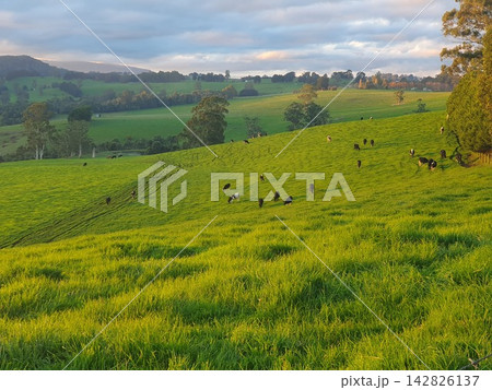 Green Pasture With Cattle In Rural Landscape Green Pasture With Cattle In Rural Landscape 142826137