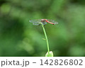 秋の草に止まる赤とんぼ 142826802