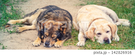 Two dogs are best friends lying together on the street. Dogs sleep on the grass together Two dogs are best friends lying together on the street. Dogs sleep on the grass together 142826916