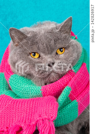 Portrait of a blue British shorthair cat, wearing knitted scarf. Portrait of a blue British shorthair cat, wearing knitted scarf. 142826917