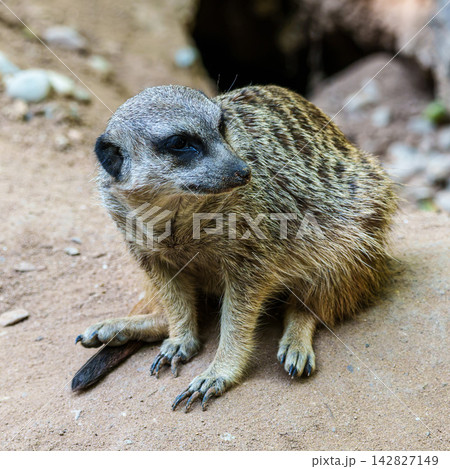 Meerkat, Suricata suricatta sitting on a stone and looking into the distance Meerkat, Suricata suricatta sitting on a stone and looking into the distance 142827149