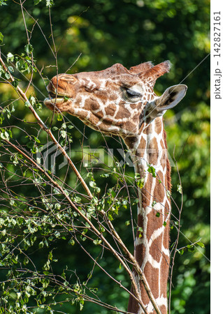 The giraffe, Giraffa camelopardalis is an African mammal The giraffe, Giraffa camelopardalis is an African mammal 142827161