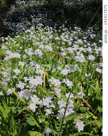 シャガの花 シャガの花 142827875