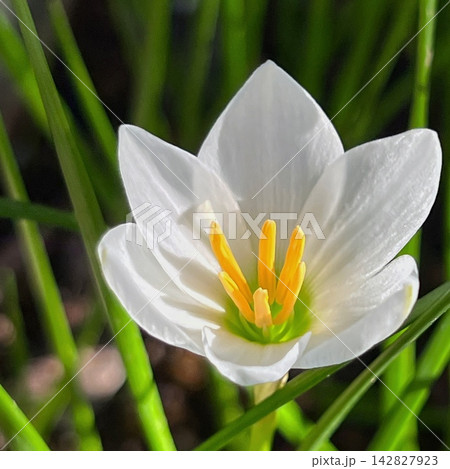 白いタマスダレの花、満開の玉スダレ、6弁の玉簾の花 白いタマスダレの花、満開の玉スダレ、6弁の玉簾の花 142827923