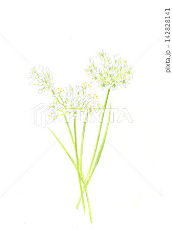 水彩で描いたニラの花のイラスト素材【手描き】白バック   142828141