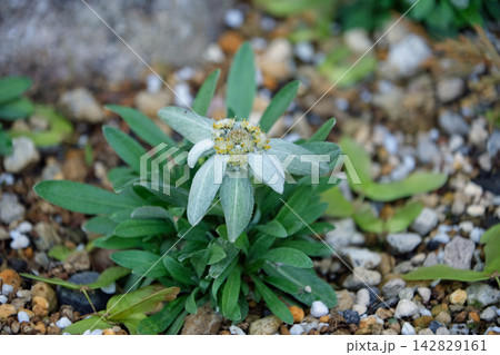 オオヒラウスユキソウの花 142829161