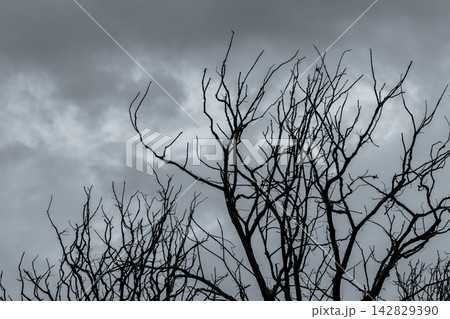 Dark silhouette of dead leafless trees beneath dramatic gray storm clouds, eerie natural background for grief, sadness, drought, climate change, environmental crisis and Halloween themes. 142829390