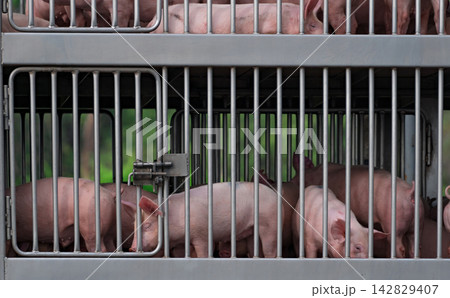 Live pigs confined in metal transport cages during livestock transportation, commercial pig farming and meat industry supply chain. Animal handling, agriculture and food production. Swine farming. 142829407