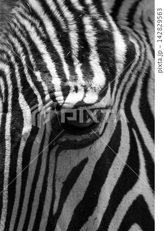 zebra eye detail 142829563